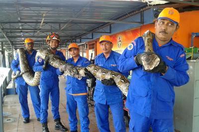 Малайзийские строители поймали самую длинную змею в мире