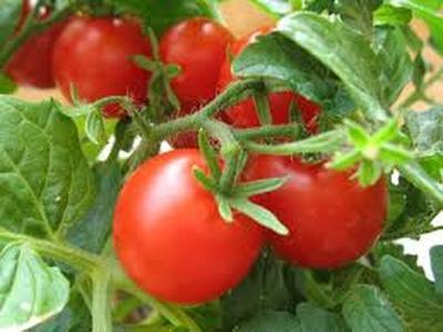 Ученые выяснили, почему раньше помидоры были вкуснее