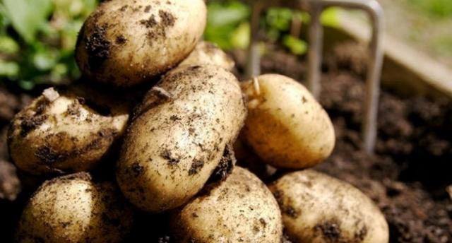 Украина увеличила экспорт картофеля в некоторые страны