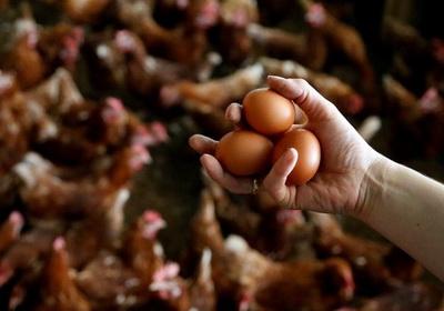 Куриные яйца подорожают до 26 гривен за десяток