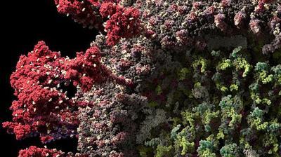    3D-  SARS-CoV-2 ()