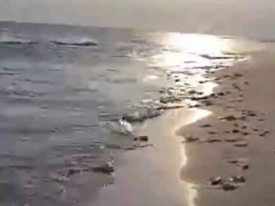 Пляжи Бердянска после сильного шторма засыпало медузами (ВИДЕО)