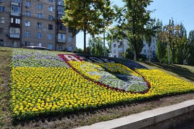 В Киеве создали цветочное панно в честь "Азова"