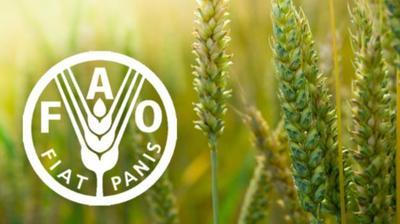 ФАО надасть українським фермерам насіння озимої пшениці