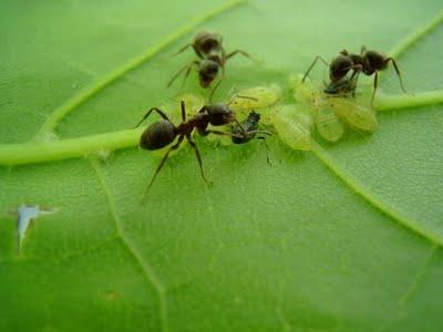 Поведение муравьев станет основой для антивируса