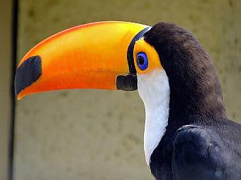  Ramphastos toco.