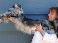 Самый длинный в мире кот живет в Неваде (ВИДЕО)