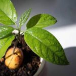 чи-росте-авокадо-в-україні