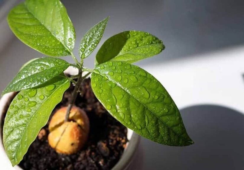 чи-росте-авокадо-в-україні