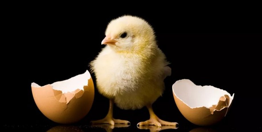 що-було-раніше-курка-чи-яйце