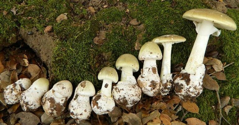 бліда-поганка