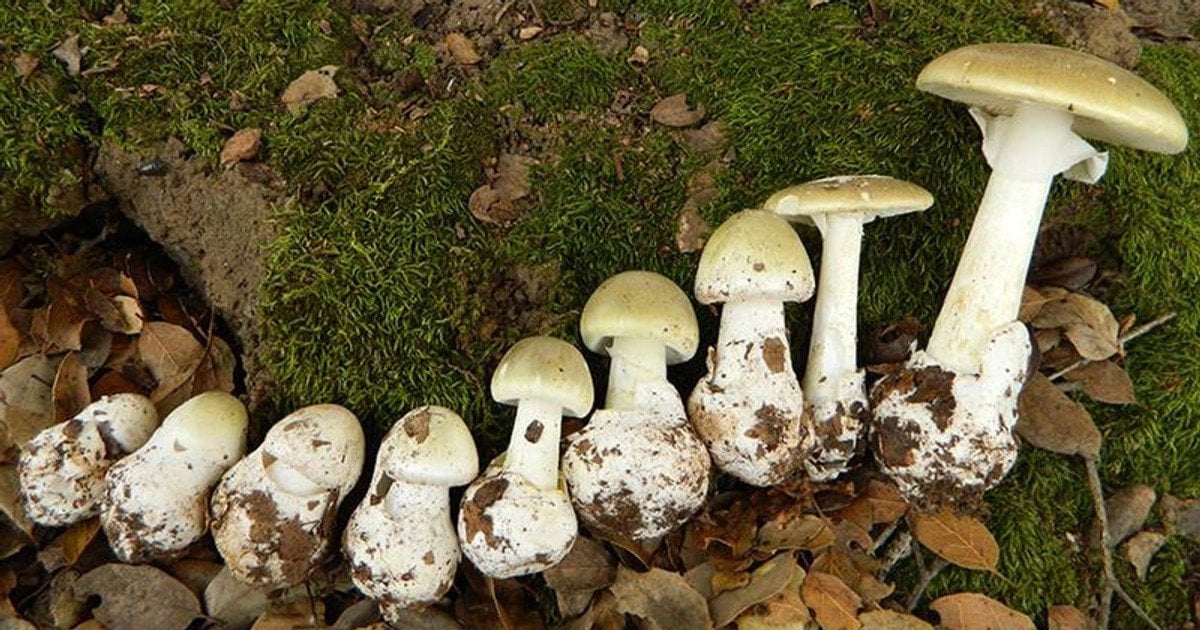 бліда-поганка