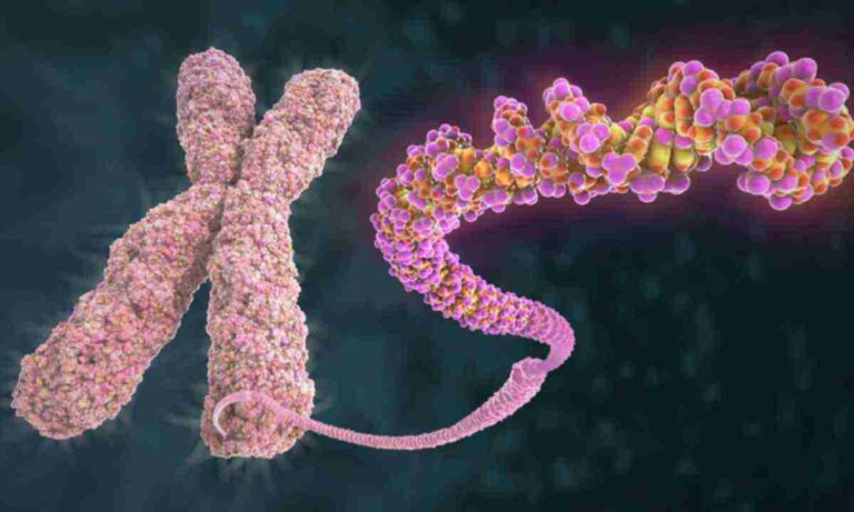 гаплоїдний-набір-хромосом