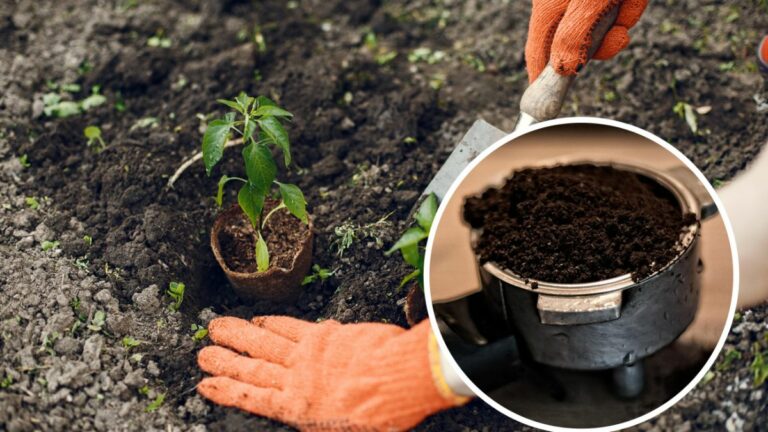 кавова-гуща-як-добриво