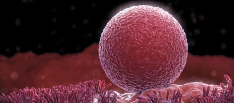 набір-хромосом-яйцеклітини