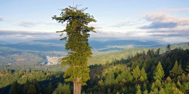 найвище-дерево-в-україні