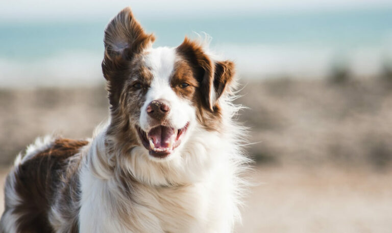 найрозумніші-собаки