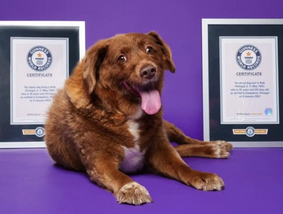 найстаріша-собака-в-світі