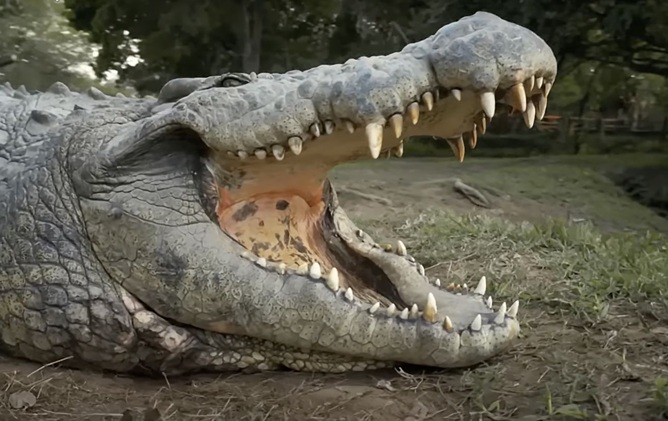 нільський-крокодил