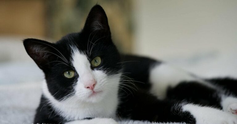 про-що-думають-коти