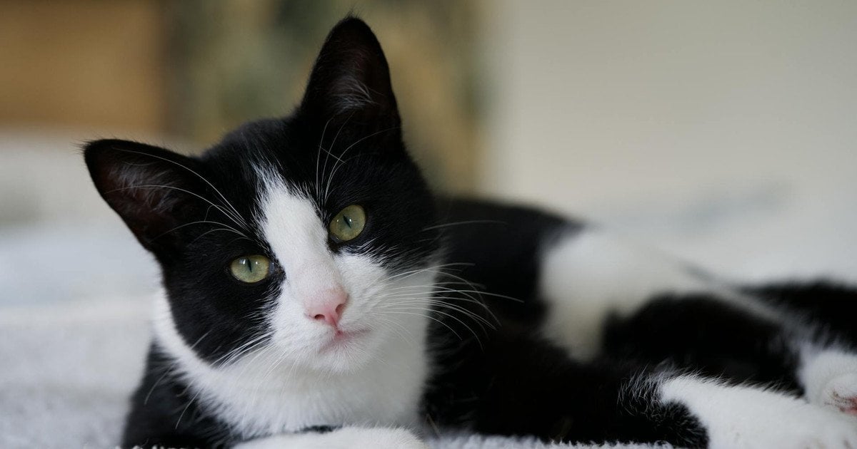 про-що-думають-коти