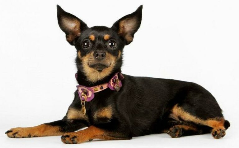 скільки-живуть-той-тер'єри