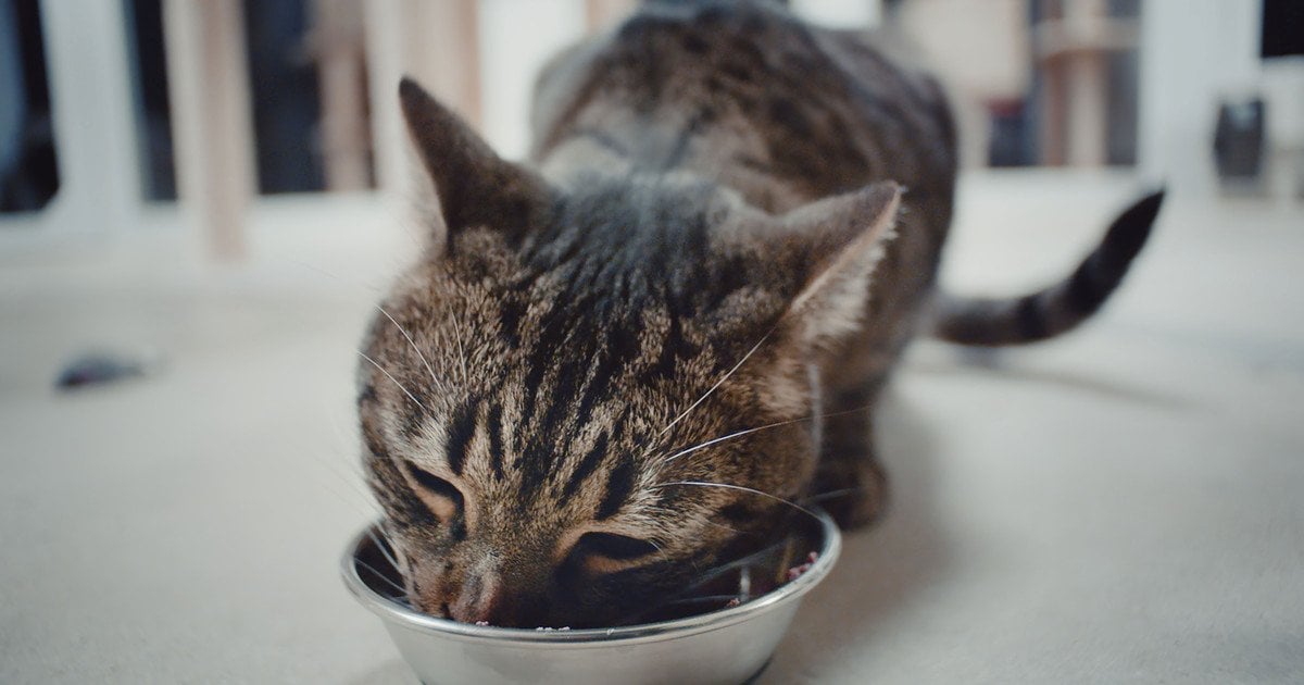 скільки-разів-на-день-треба-годувати-кота