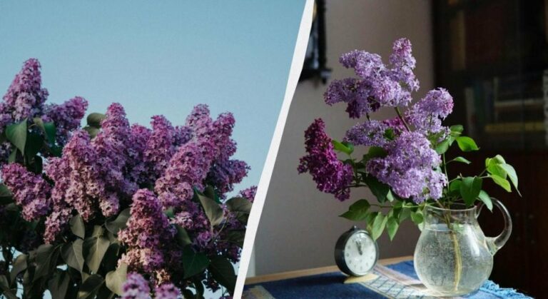 чи-можна-рвати-бузок