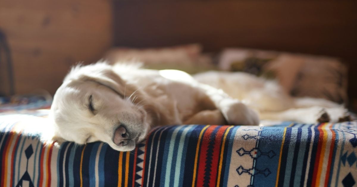 чи-сняться-собакам-сни