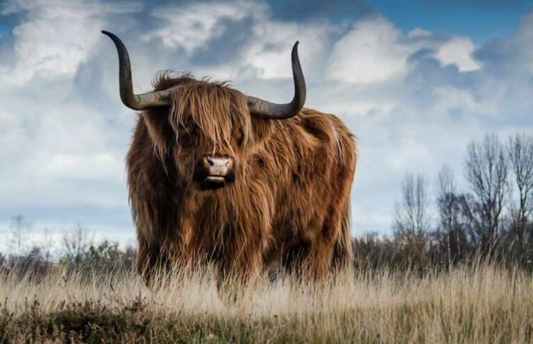 чому-звірів-називають-ссавцями