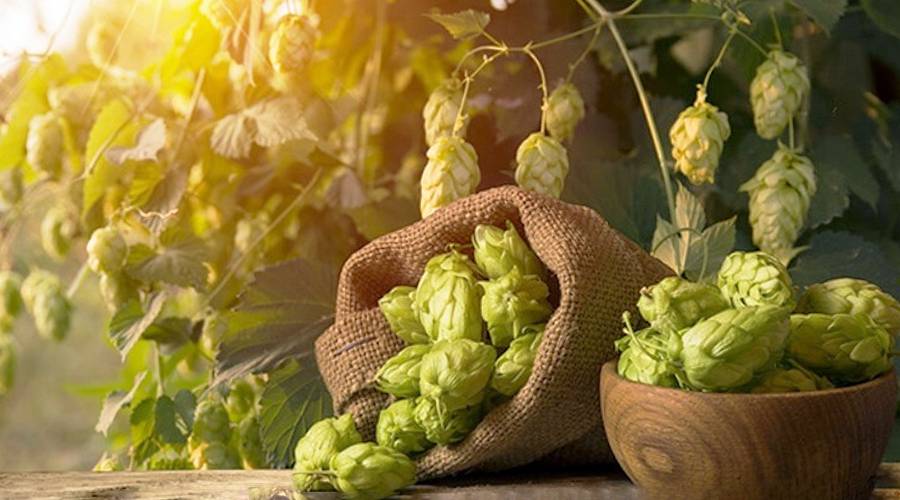 шишки-хмелю-лікувальні-властивості