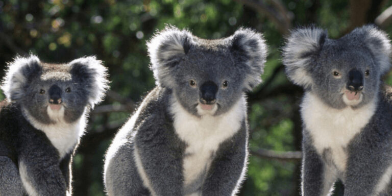 що-таке-ендеміки