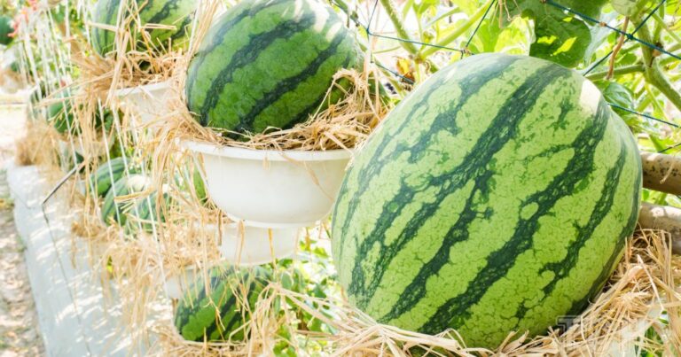 як-вирощувати-кавуни-в-домашніх-умовах