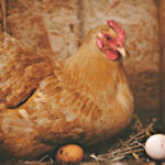 яєчні-породи-курей