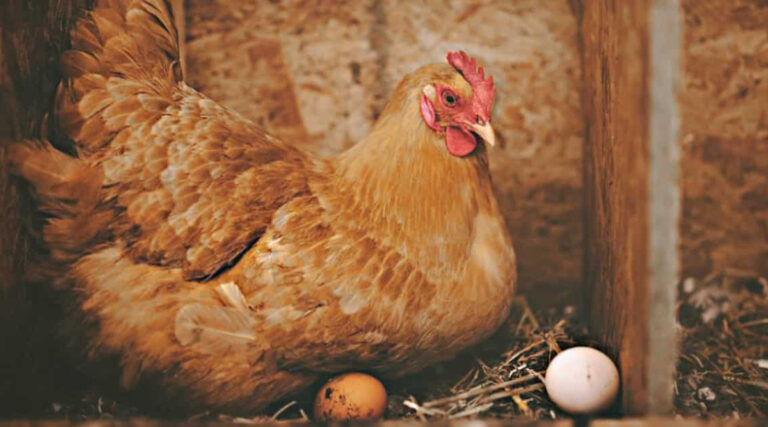 яєчні-породи-курей