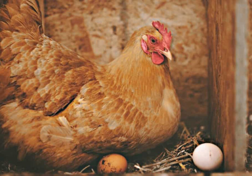яєчні-породи-курей