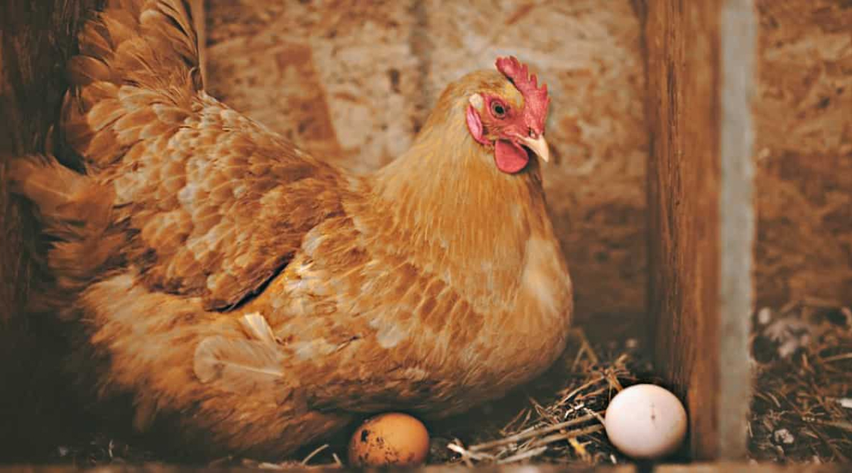 яєчні-породи-курей