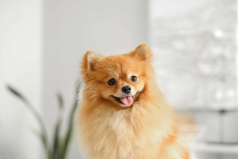 ім'я-для-маленької-собаки-дівчинки