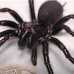 найбільший-павук-в-світі