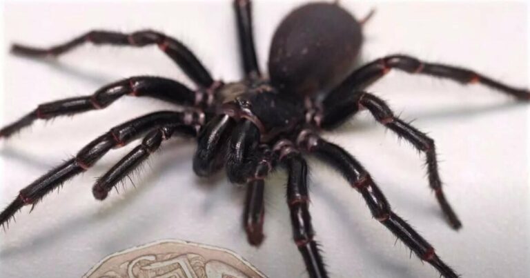 найбільший-павук-в-світі
