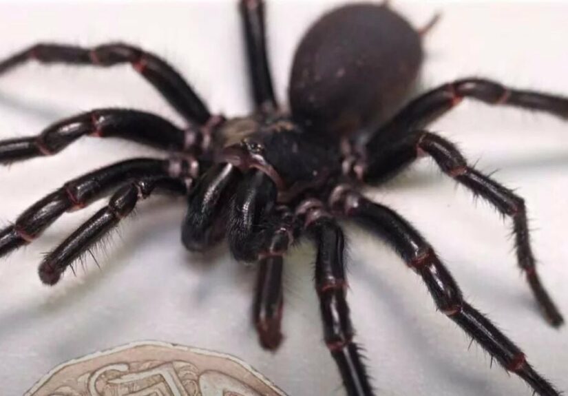 найбільший-павук-в-світі