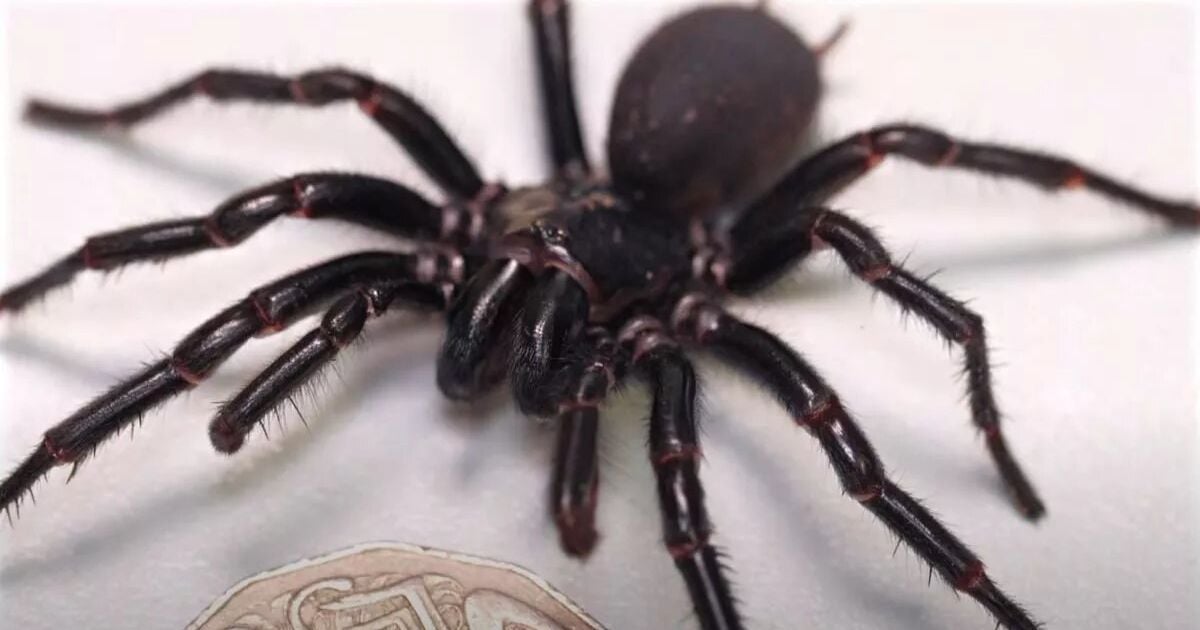 найбільший-павук-в-світі