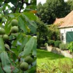 що-можна-садити-біля-горіха