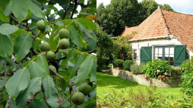 що-можна-садити-біля-горіха