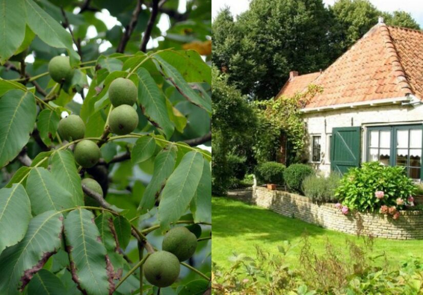 що-можна-садити-біля-горіха