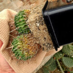 як-пересадити-кактус