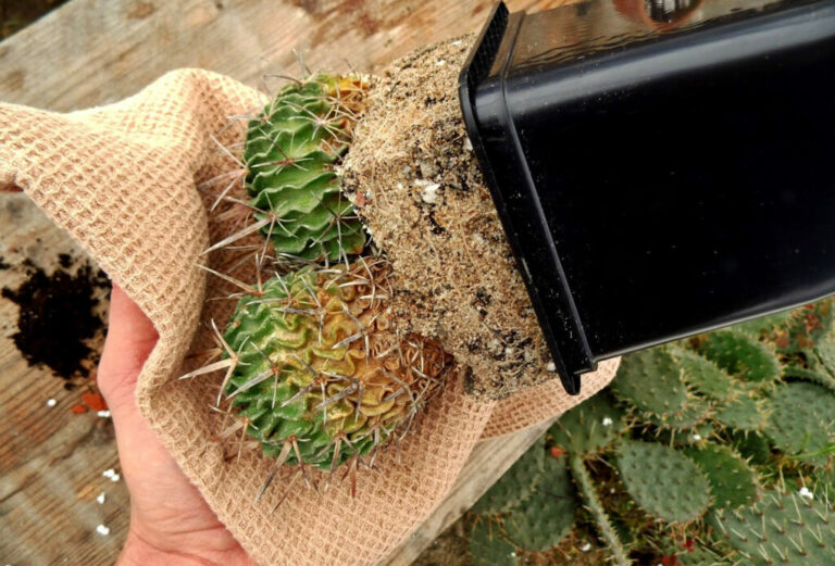 як-пересадити-кактус