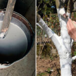 як-приготувати-розчин-для-побілки-дерев