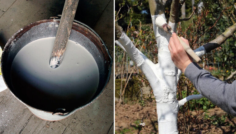 як-приготувати-розчин-для-побілки-дерев