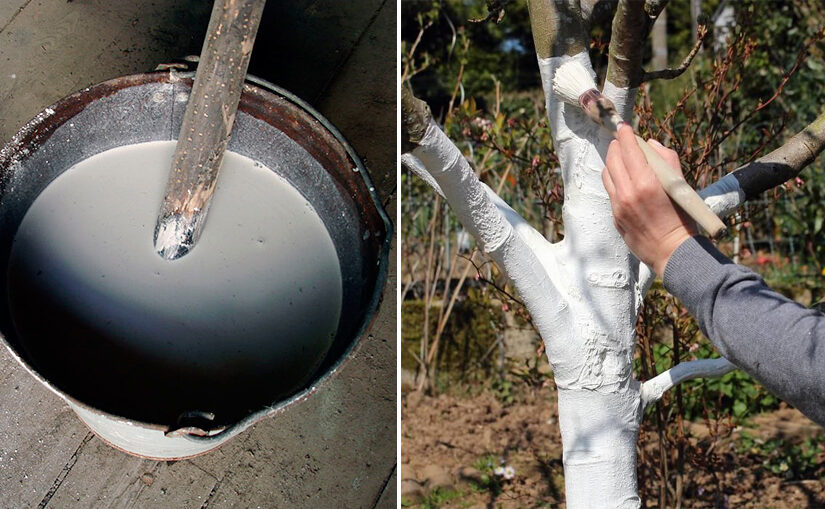 як-приготувати-розчин-для-побілки-дерев